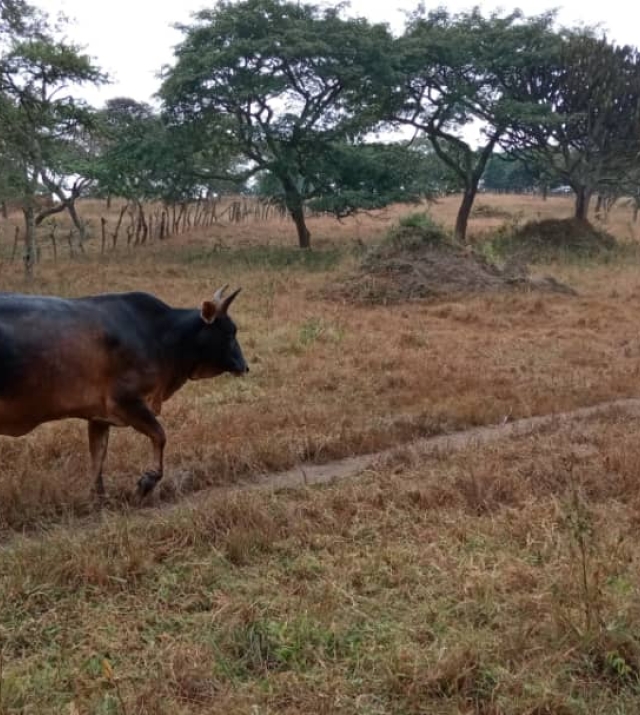 WhatsApp Image 2024-06-25 at 9.49.28 AM.jpeg